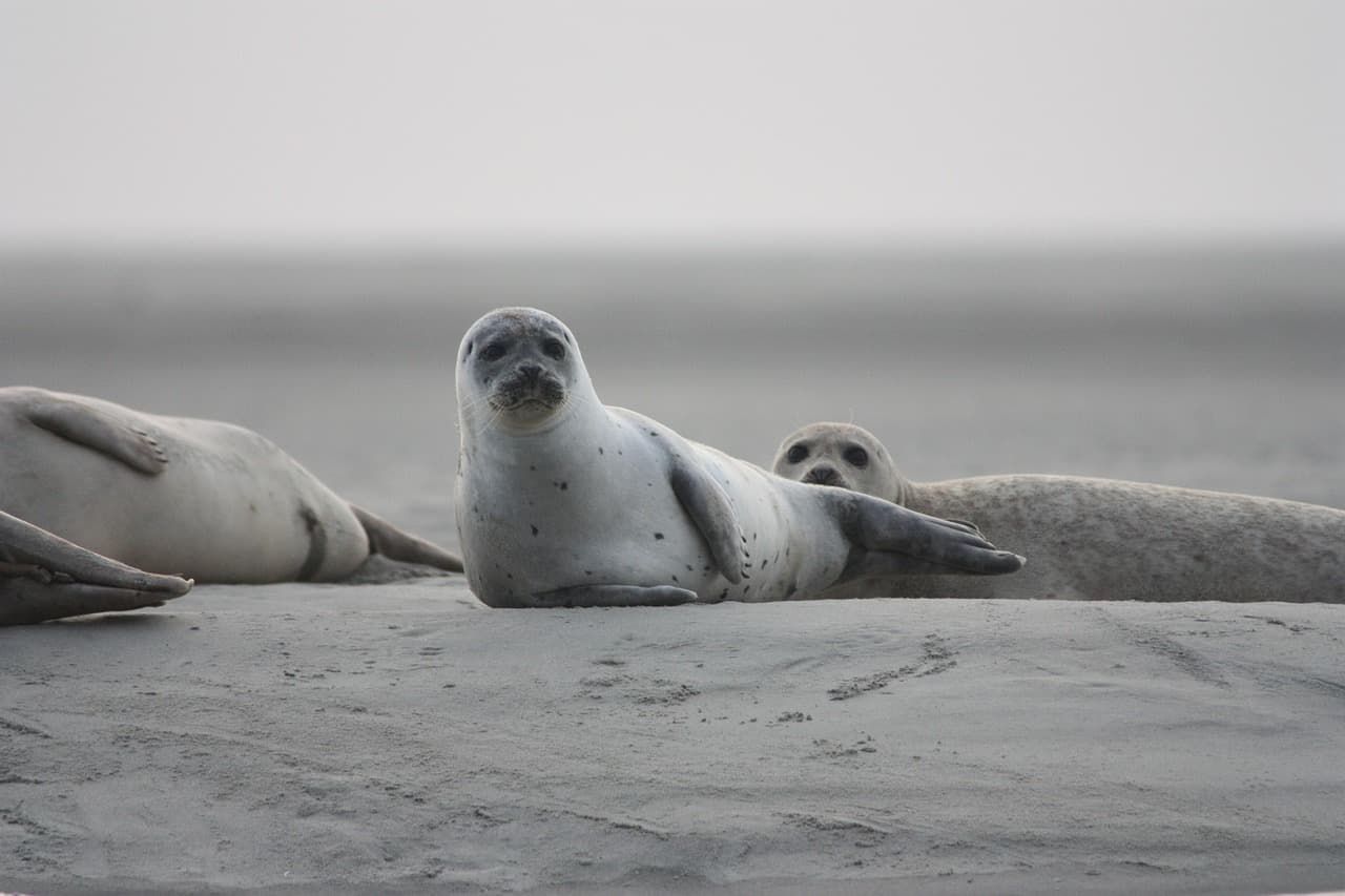 Harbour seal resting on a rocky outcrop
